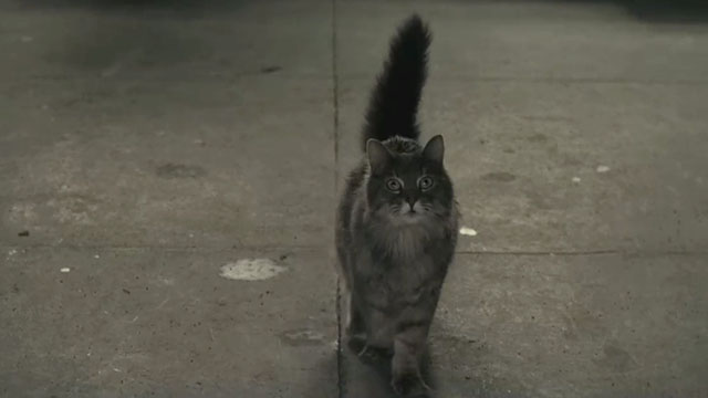 A Man Called Otto - longhair tabby cat Schmagel