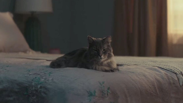 A Man Called Otto - longhair tabby cat Schmagel on bed