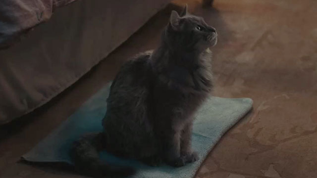 A Man Called Otto - longhair tabby cat Schmagel sitting on towel on floor