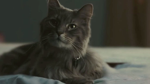 A Man Called Otto - longhair tabby cat Schmagel