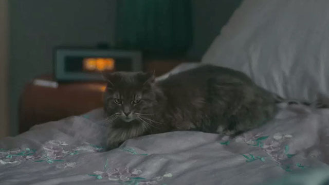 A Man Called Otto - longhair tabby cat Schmagel on bed