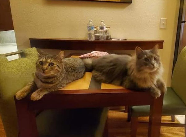 A Man Called Otto - shorthair tabby cat Bacon and longhair tabby cat Schmagel on table