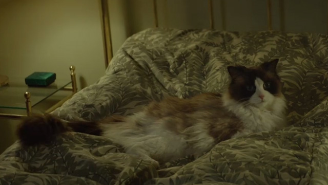 A Man Called Ove - Ragdoll cat lying on bed