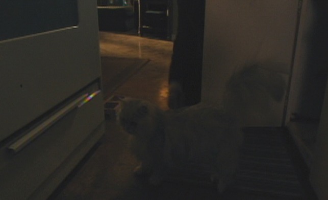 Manglehorn - white Angora cat Fanny coming out of cupboard