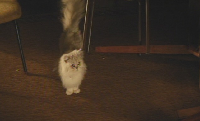 Manglehorn - white Angora cat Fanny coming out of hiding