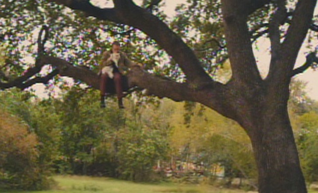 Manglehorn - white Angora cat Fanny and Manglehorn Al Pacino in tree