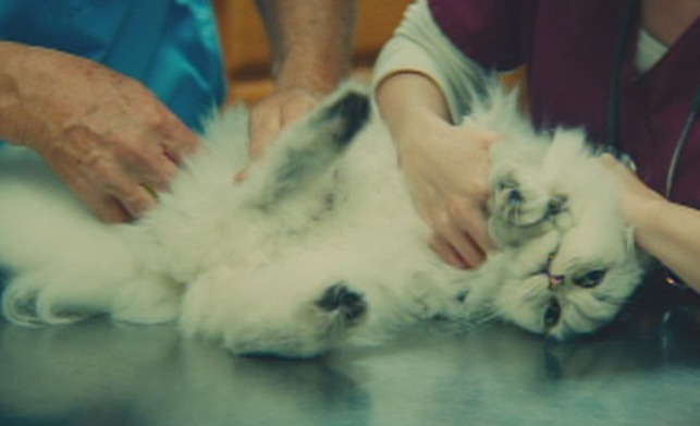 Manglehorn - white Angora cat Fanny being examined