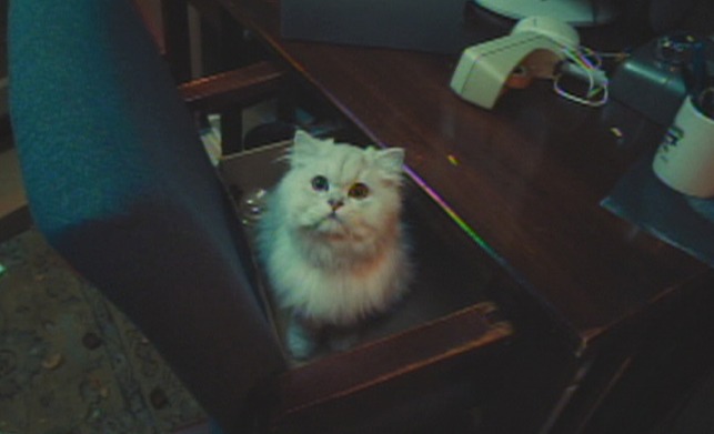 Manglehorn - white Angora cat Fanny sitting in chair