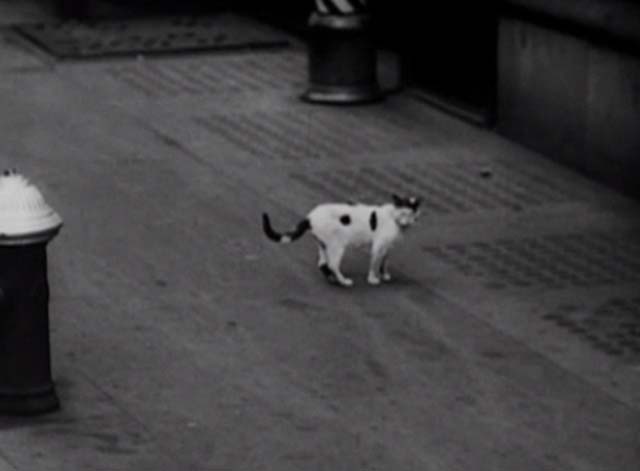 Manhattan Medley - gray and white cat standing on sidewalk