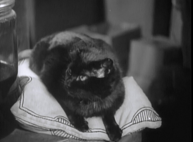 Maniac - black cat Satan on pillow