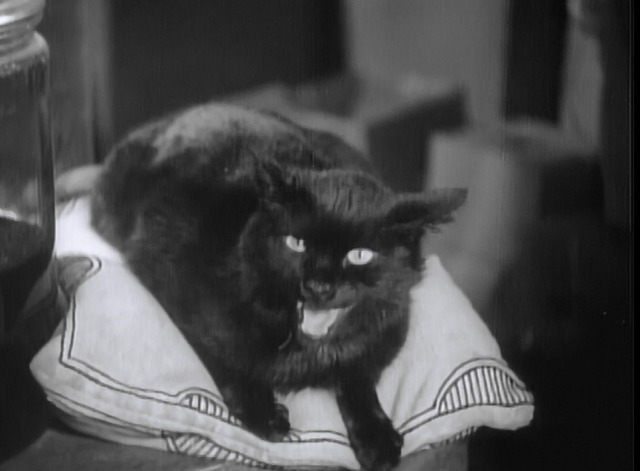Maniac - black cat Satan on pillow
