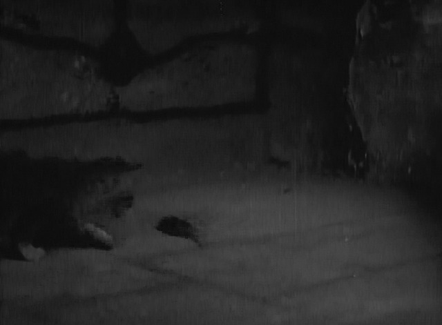 Maniac - Maine Coon cat chasing rat
