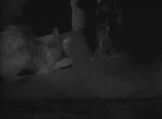 Maniac - orange tabby cat catches rat