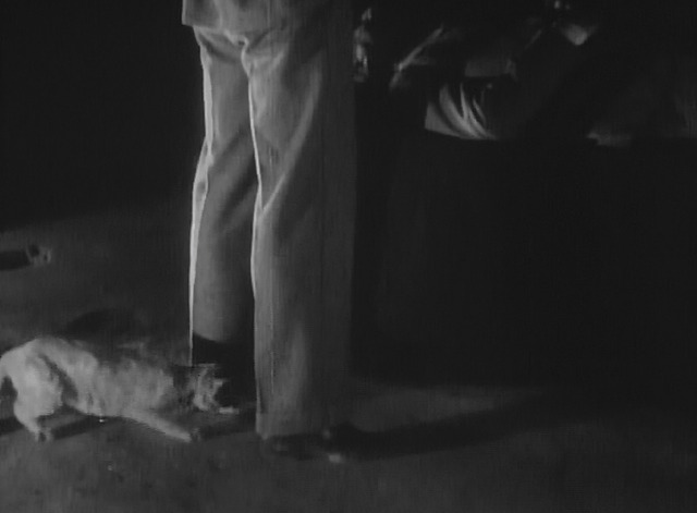 Maniac - tabby cat runs beneath Don's legs