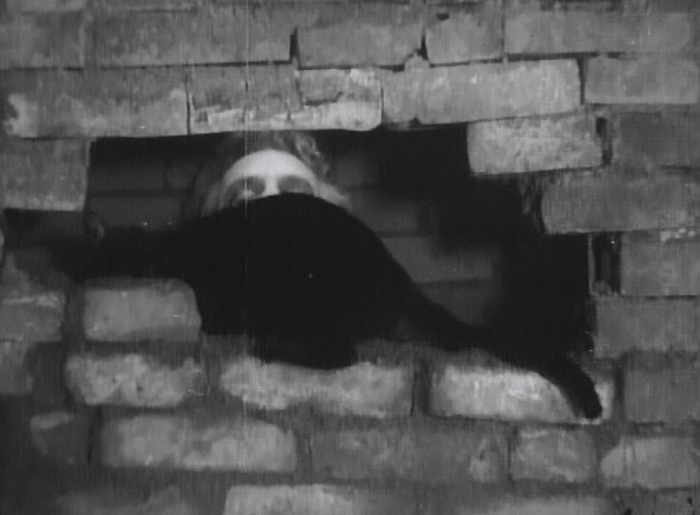 Maniac - black cat Satan jumps into bricked wall