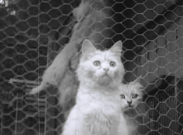 Maniac - white cats in cage