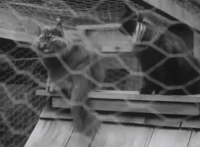 Maniac - gray long haired cat in cage