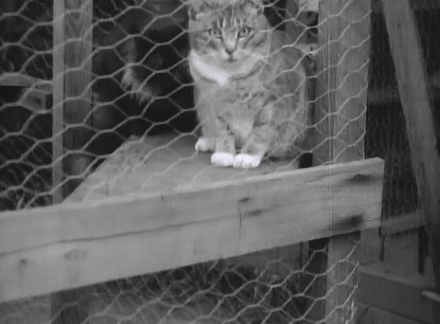 Maniac - short haired cat in cage