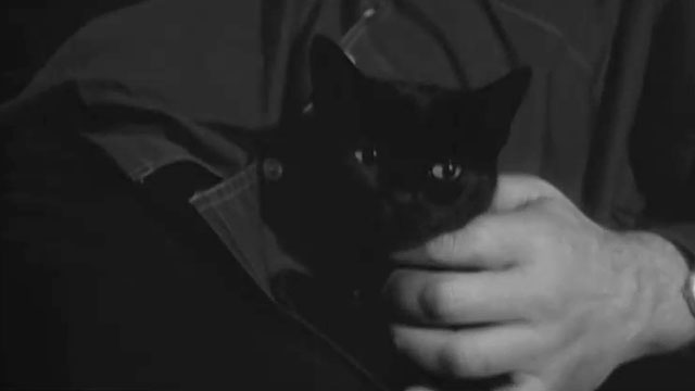 Man is Not a Bird - Covek nije tica - black cat being petted on bed