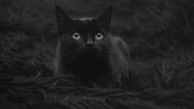 Man is Not a Bird - Covek nije tica - black cat lying on furry blanket on bed