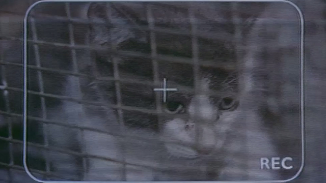 Man's Best Friend - gray and white kitten in cage