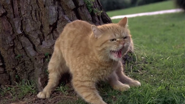 Man's Best Friend - ginger tabby cat Boo hissing by tree
