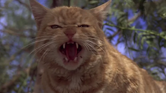 Man's Best Friend - ginger tabby cat Boo in tree hissing