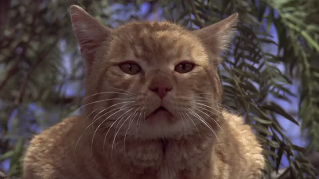 Man's Best Friend - ginger tabby cat Boo in tree