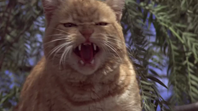 Man's Best Friend - ginger tabby cat Boo hissing in tree