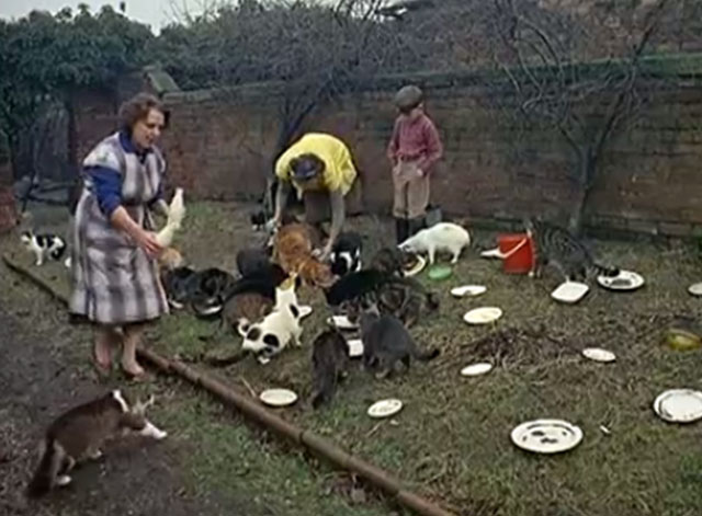 multiple cats being fed on lawn by women and boy