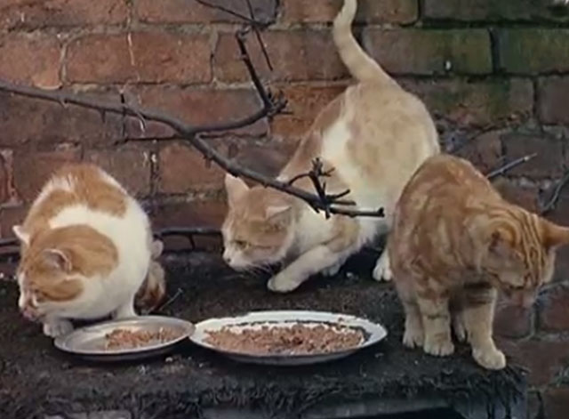 three cats on outdoor shelf