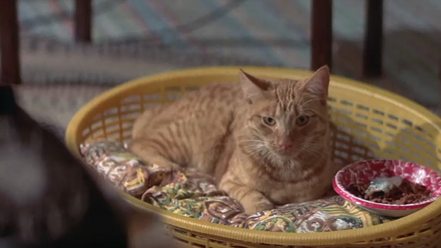 The Man Who Fell to Earth - orange tabby cat sitting in basket