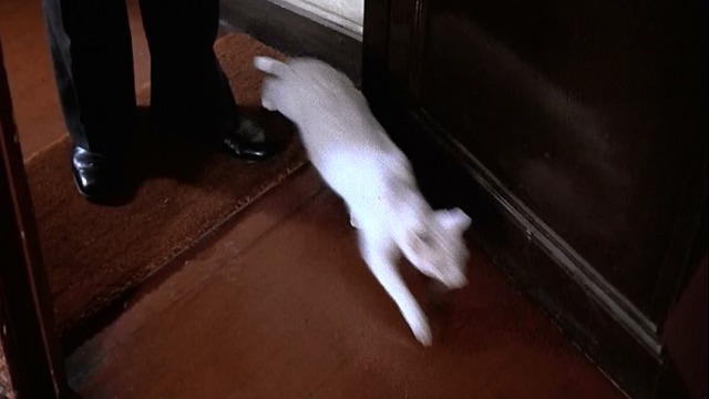 The Man Who Loved Women - white cat runs past Bertrand's feet