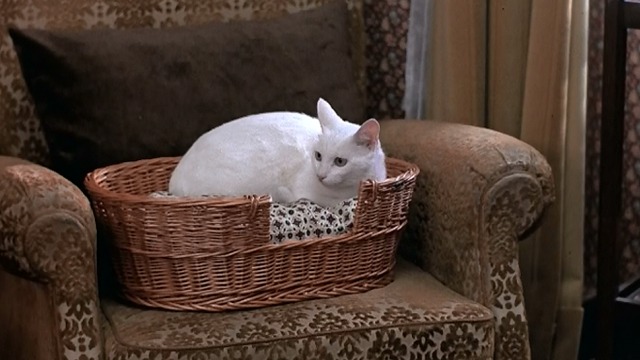 The Man Who Loved Women - white cat sitting in basket on chair