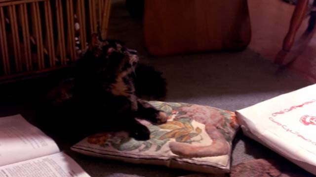 The Man Without a Face - tortoiseshell cat Mac watching television