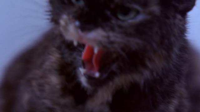 The Man Without a Face - close up of tortoiseshell cat Mac hissing