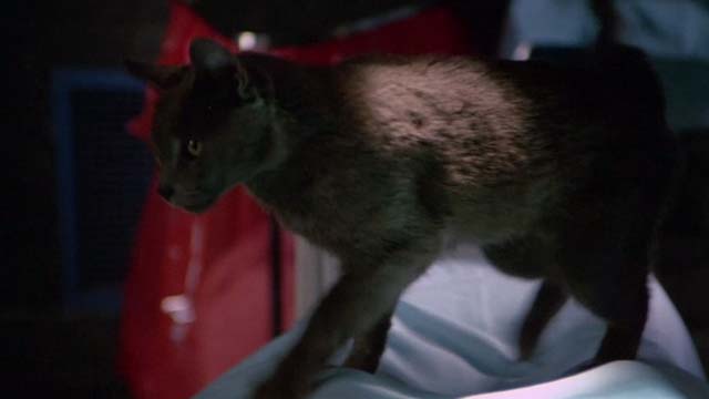 The Man With Two Brains - grey cat on top of patient in surgery