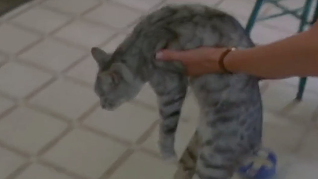 A Map of the World - silver tabby cat being set on floor