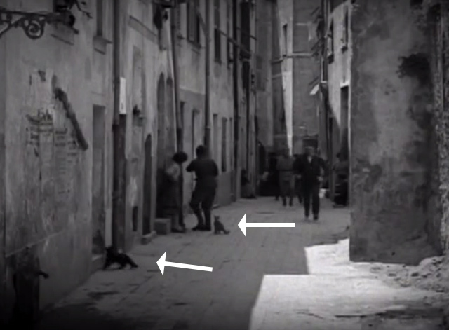 Mare Nostrum - two cats on street during chase