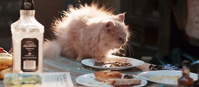 Master - cream Persian cat eating dry food