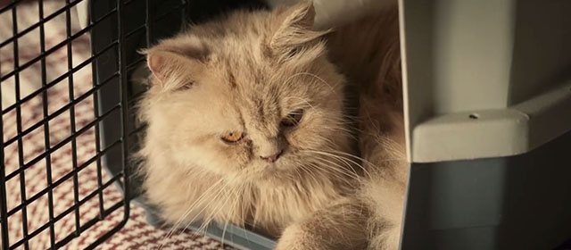Master - cream Persian cat sitting inside carrier