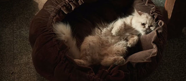 Master - cream Persian lying on cat bed