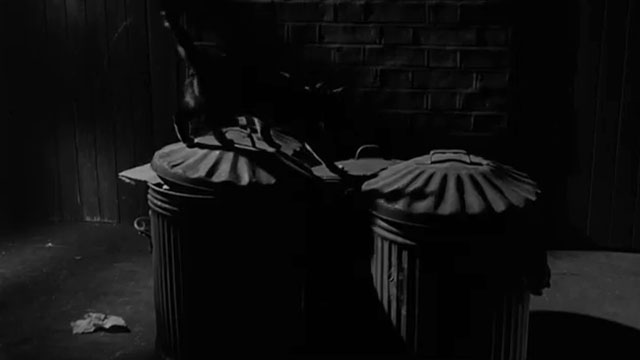 A Matter of Choice - tortoiseshell cat on trash cans