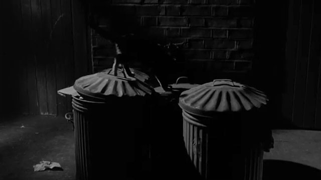 A Matter of Choice - tortoiseshell cat on trash cans