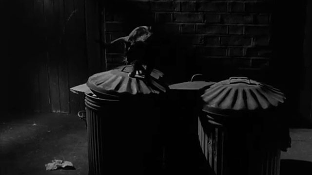 A Matter of Choice - tortoiseshell cat on trash cans