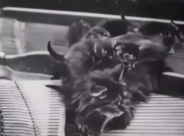 Max Doesn't Like Cats - longhair tabby cat with kittens inside piano