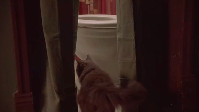 May - longhair grey cat Lupe walking into bathroom