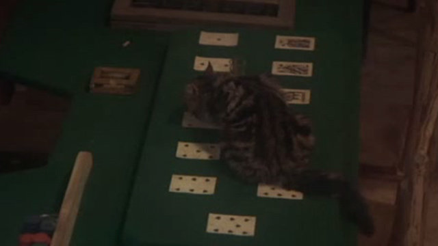 McCabe and Mrs. Miller - long-haired tabby cat on card table