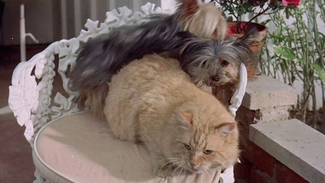 The Mechanic - ginger tabby cat and two Yorkshire terriers sitting on white iron chair