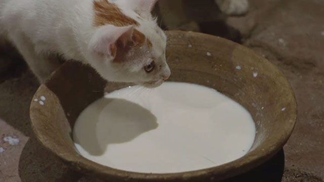 Medea - ginger and white tabby cat drinking milk from bowl